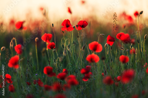 Wild red poppies at sunset, in a remote rural field in Eastern Europe