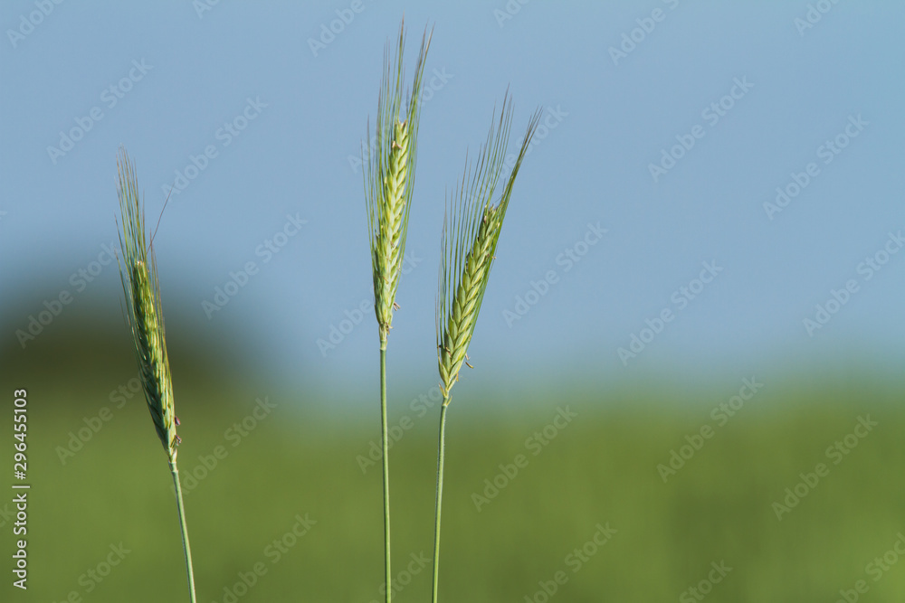 Rural scenery with green fields of wheat and rice, in early summer Rural scenery with green fields of wheat and rice, in early summer