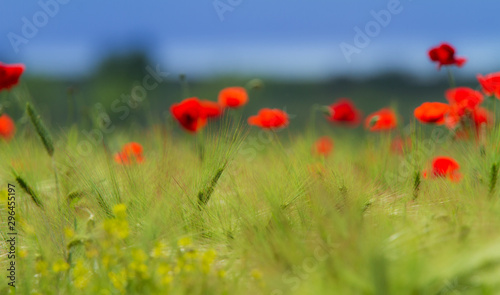 Fototapeta Naklejka Na Ścianę i Meble -  Rural fields in summer, with beautiful blooming wild red poppy flowers