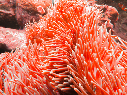 Flower sea living coral and reef color under deep dark water of sea ocean environment. © iareCottonStudio