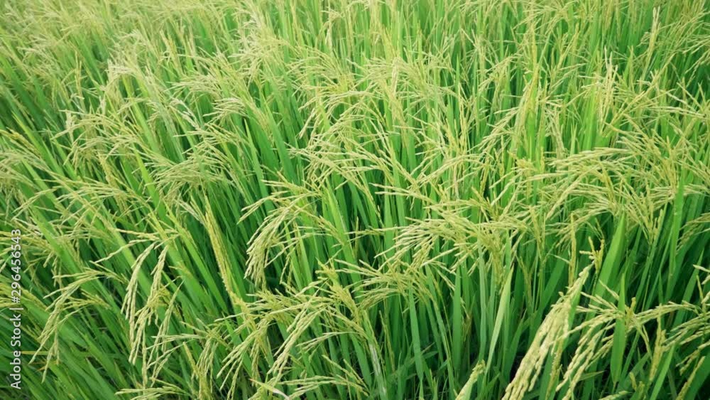 Rice field green grass and sunset landscape background with pan or rotation motion scene.4K 29.97 fps Rice field green grass and sunset landscape background with pan or rotation motion scene.4K 29.97 fps