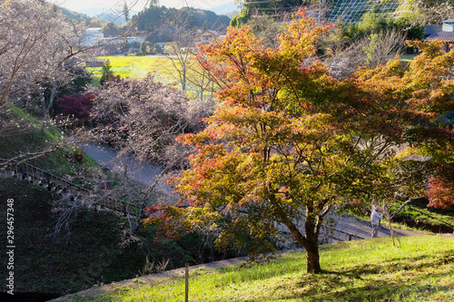 Bueatiful landscape of Autumn leaves and with sakura blossom inspring, in Nagoya, Japan photo