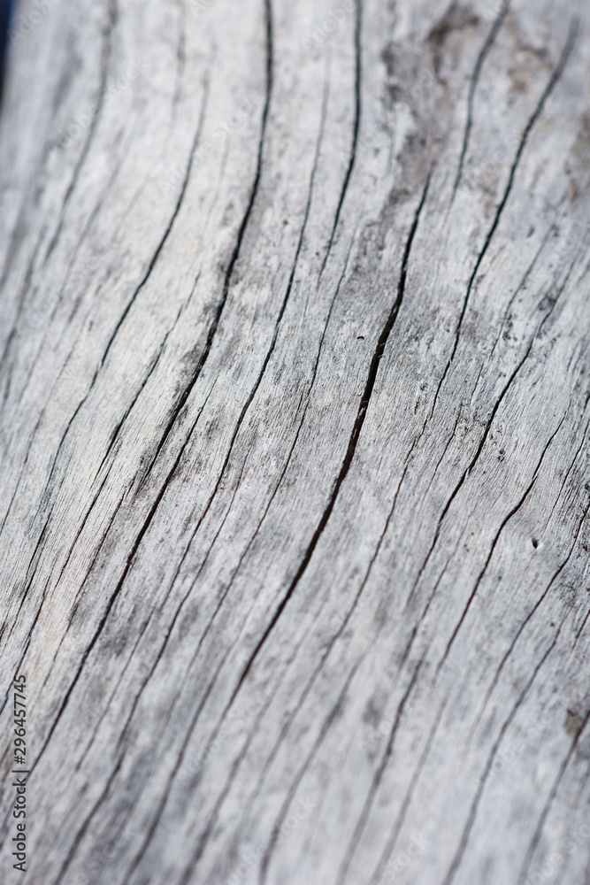 Close up surface of wood log without nude. Close up surface of wood log without nude.