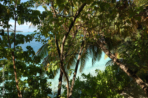 Lush folliage against the clear waters of the Maldives photo