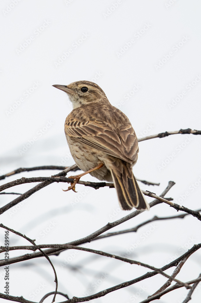 Fototapeta premium Australasian Pipit in Australia