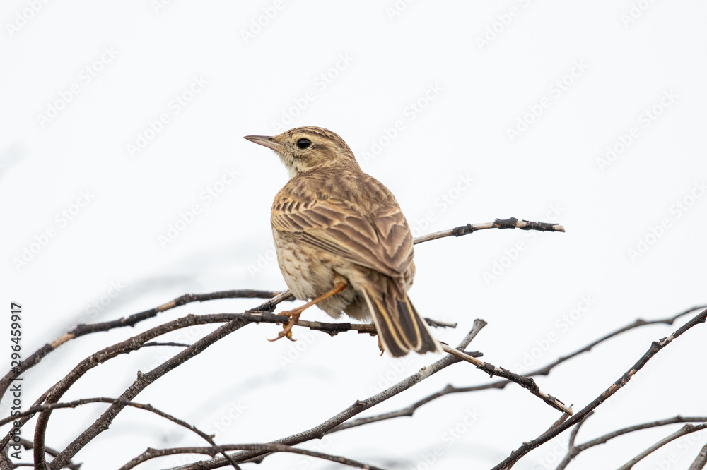 Fototapeta premium Australasian Pipit in Australia