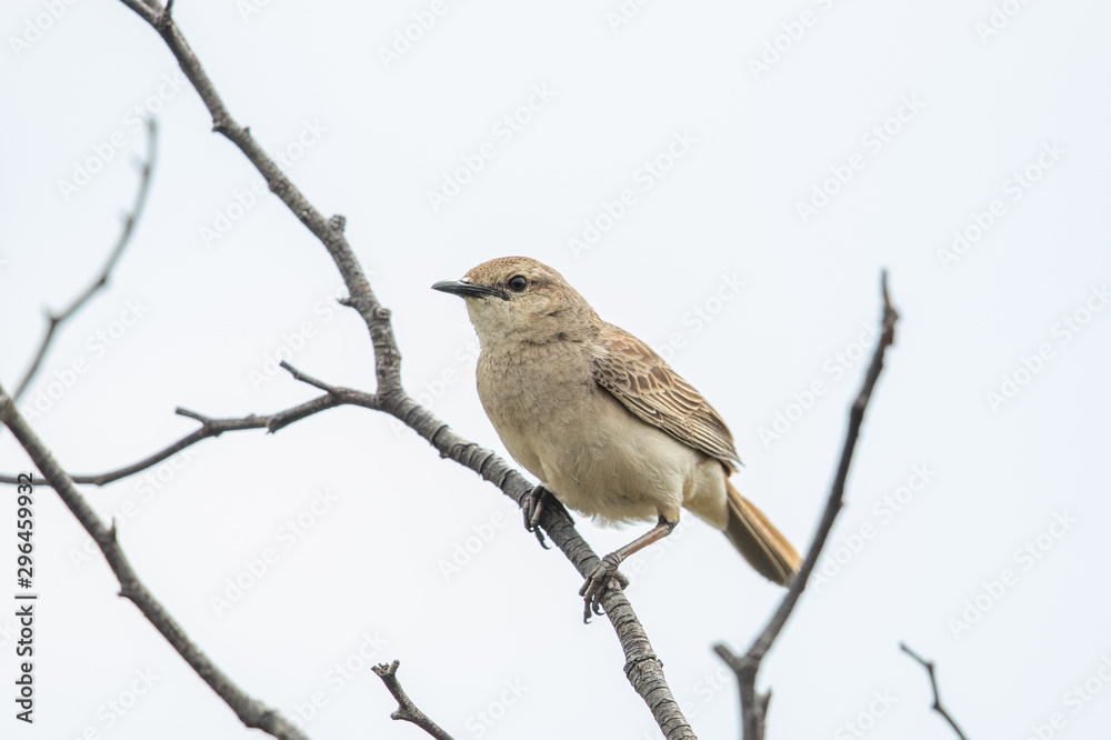 Rufous Songlark in Australia