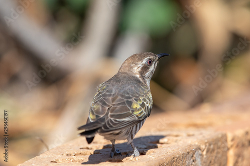 Horsfield's Bronze Cuckoo in Australia photo