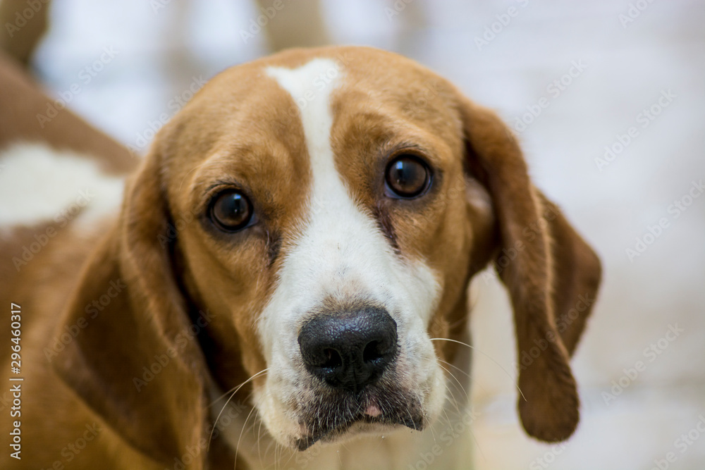 Bellos ojos de un Beagle