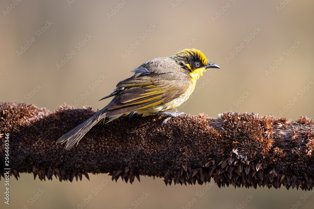 Obraz premium Yellow-tufted Honeyeater in Australia