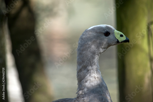 this is a side view of a cape barren goose