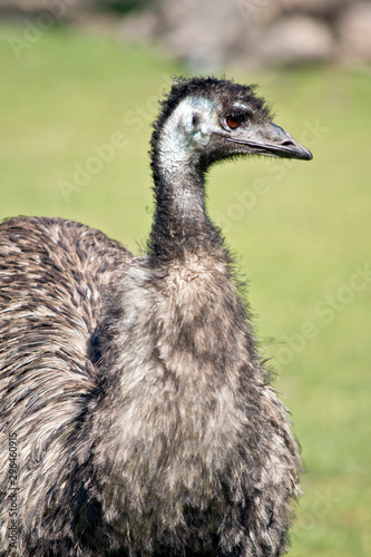 this is a close up of an emu