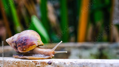 Big snail in shell crawling on road, summer day in garden, A common garden snail climbing on a stump, edible snail or escargot, is a species of large, edible, air-breathing land.