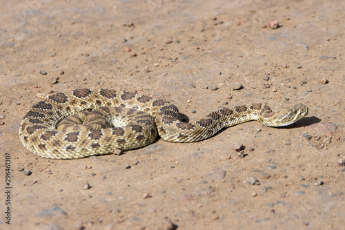 Rattle Snake in Waterton Canyon