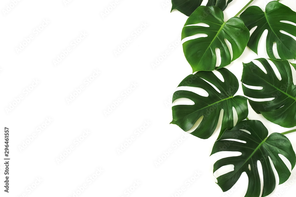 tropical green monstera leaves , branches pattern isolated on a white background. top view.copy space.abstract. - obrazy, fototapety, plakaty 