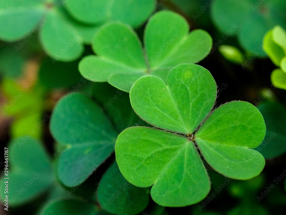 Green clover leaf isolated on white background. with three-leaved shamrocks. St. Patrick's day holiday symbol. Green clover leaf isolated on white background. with three-leaved shamrocks. St. Patrick's day holiday symbol.