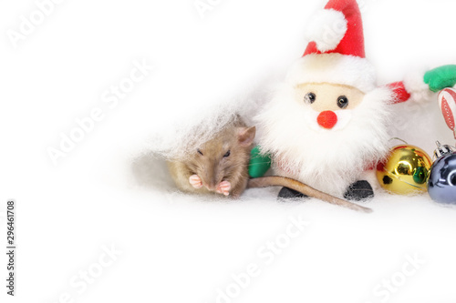  decorative cute brown rat around with a Christmas decor and Santa Claus on a white isolated background. The rat is a symbol Of the new year 2020