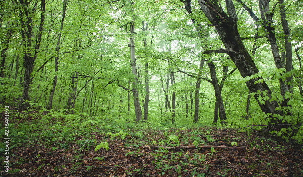 Beautiful view. Forest in spring