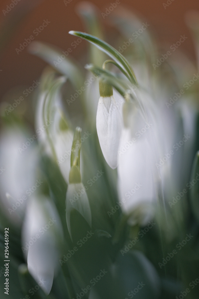 Obraz premium Schneeglöckchen