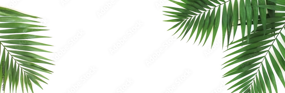 tropical green palm leaves , branches pattern isolated on a white background. banner. top view.copy space.abstract.