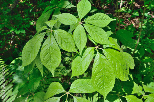 Branch of bush (Eleutherococcus senticosus) 1