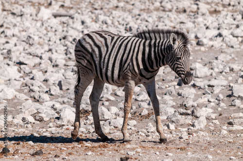 A Burchell s Plains zebra -Equus quagga burchelli- standing on the plains of Etosha National Park  Namibia.