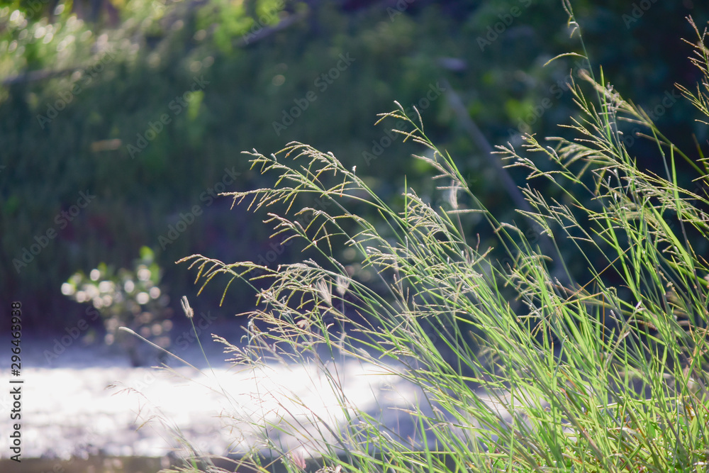 Obraz premium Beautiful grass flower in nature