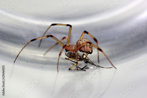 Deadly spider eat mosquitoes