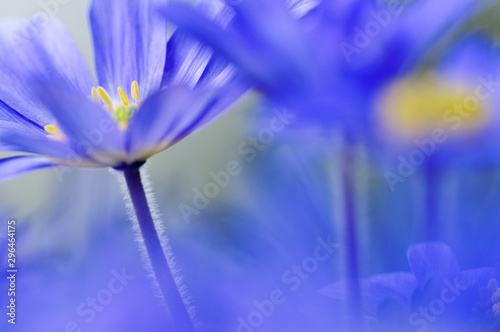 Strahlenanemone  Anemone blanda 