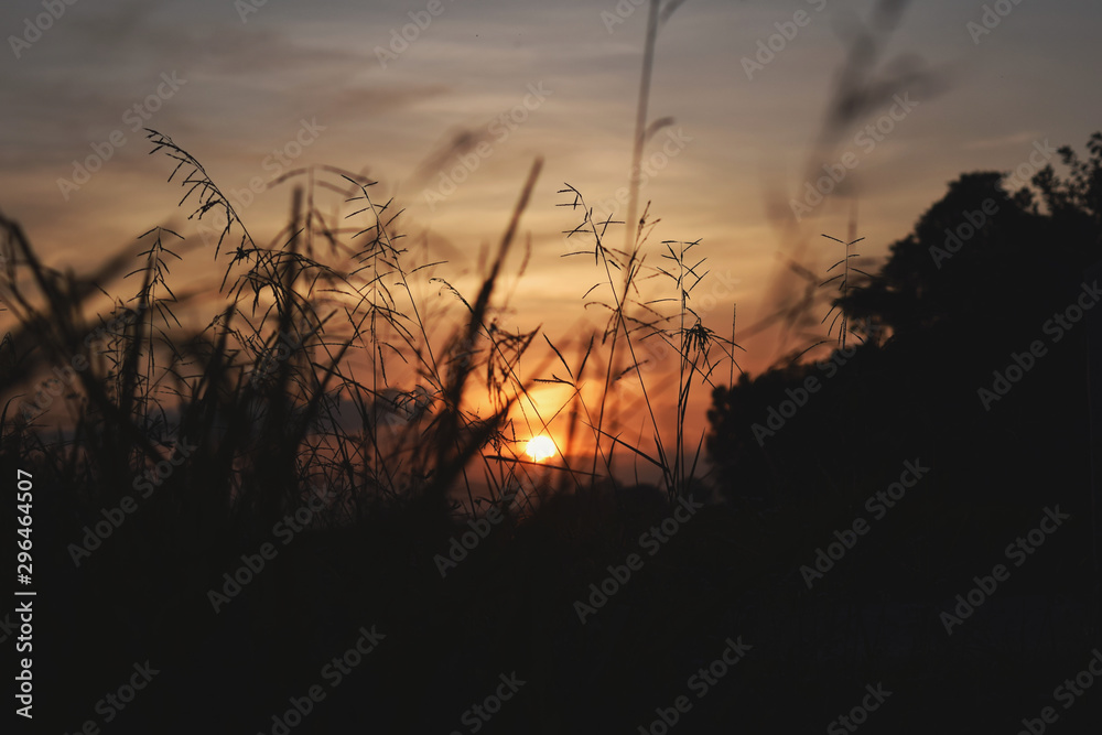 Beautiful natural silhouette image with the evening light in the countryside
