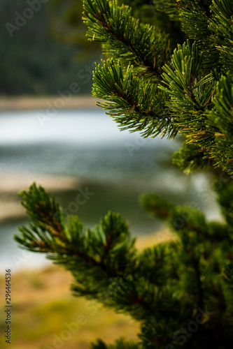 pine tree in forest