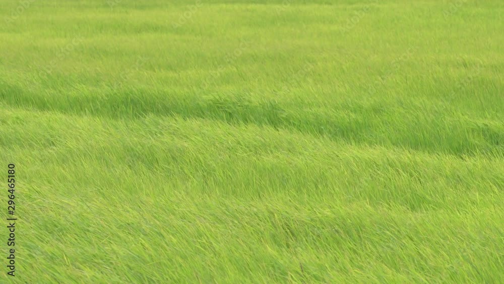 landscape of windy green grass background landscape of windy green grass background