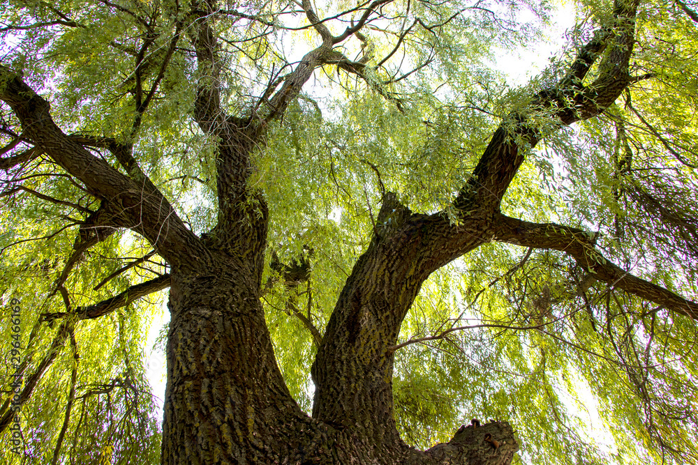 Willow. Fabulous spreading tree. To the height of the sky. The tranquility of nature. A cozy place to relax. Willow. Fabulous spreading tree. To the height of the sky. The tranquility of nature. A cozy place to relax.