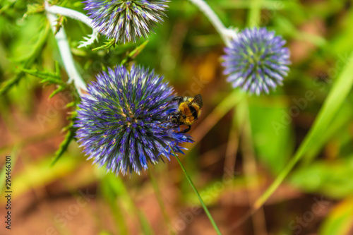 bumblebee on a blue flower Eryngium