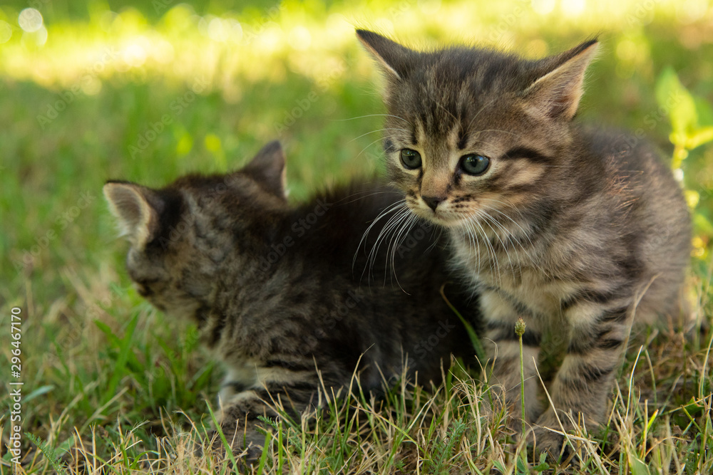 Two cute little grey kitten with blue eyes