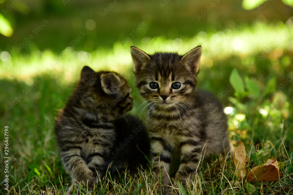 Two cute little grey kitten with blue eyes