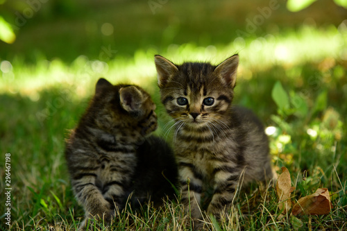 Two cute little grey kitten with blue eyes