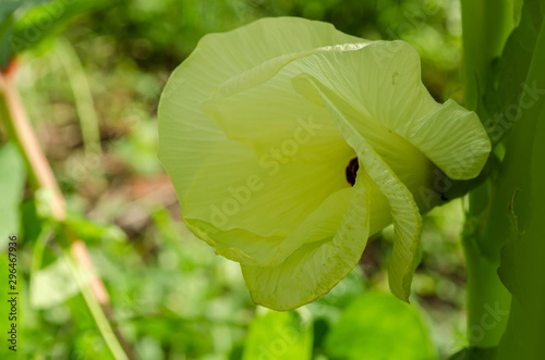 Okra Blossom Closing photo