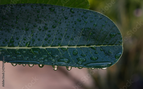 Gotas de lluvia en nuestro jardin