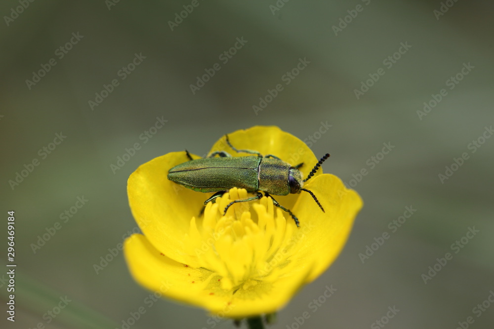 Naklejka premium Ungarischer Prachtkäfer