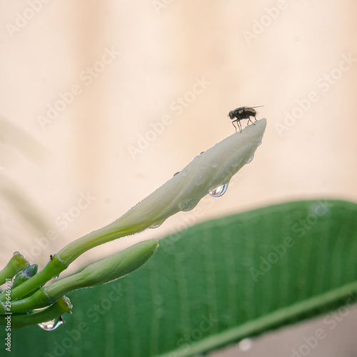 Mosca sobre una flor de cacalosuchil