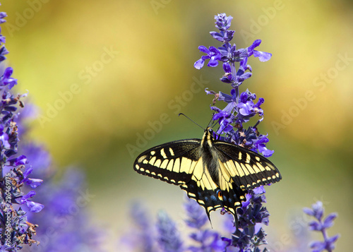 Close up eastern tiger swallowtail butterfly drinking nectar from purple flowers.
