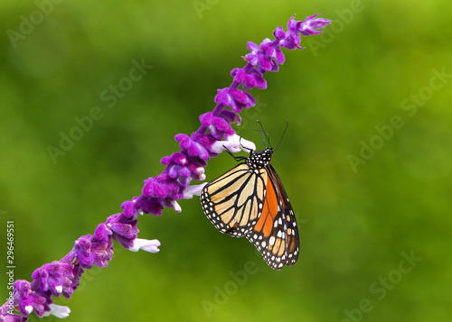 Close up one Monarch butterfly drinking nectar from purple Mexican Sage flowers, shallow depth of field.