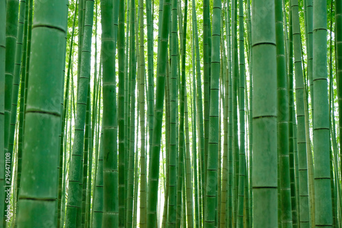  Bamboo forest in japan