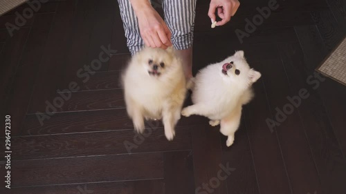 A top view of a woman training her Pomeranian dogs. Dancing dog. Training pets concept