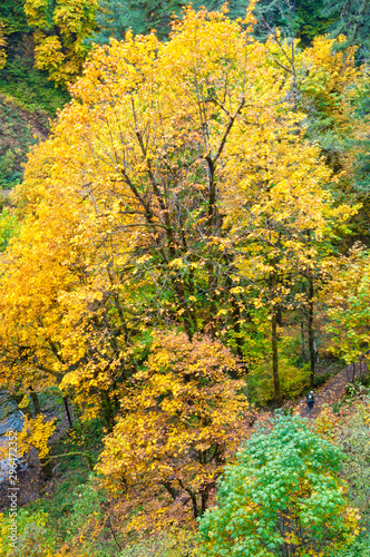 Hikers walking in forest pathway among tall yellow colored maple trees in fall autumn season.