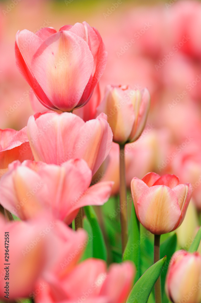 Tulpen Tulpen