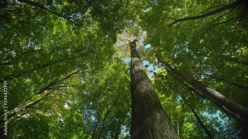 Low angle looking up at a very tall tree with yellow leaves. Pan to reveal sunlight bleeding through the canopy of trees creating a beautiful lens flare.
