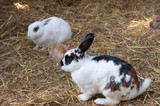 Three rabbits on hay. Rabbit familly