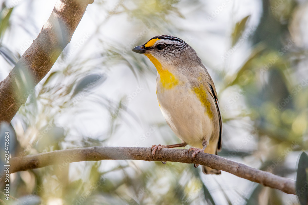 Fototapeta premium Striated Pardalote in Australia